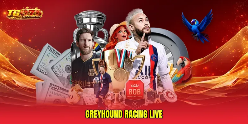 Greyhound racing live